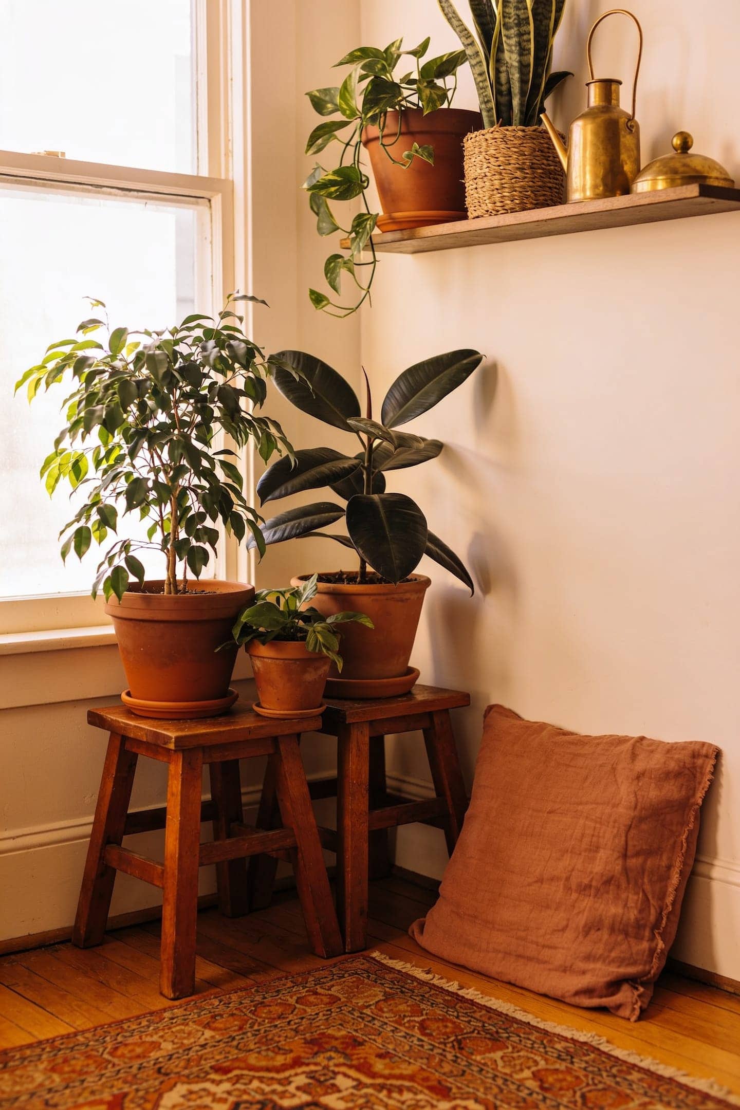 trailing plant in a terracotta planter on a wood side table